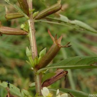 Ludwigia perennis L.